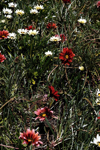 Madeira Funchal May 2016 Xpro2 Fujinon 60mm Gardens 10