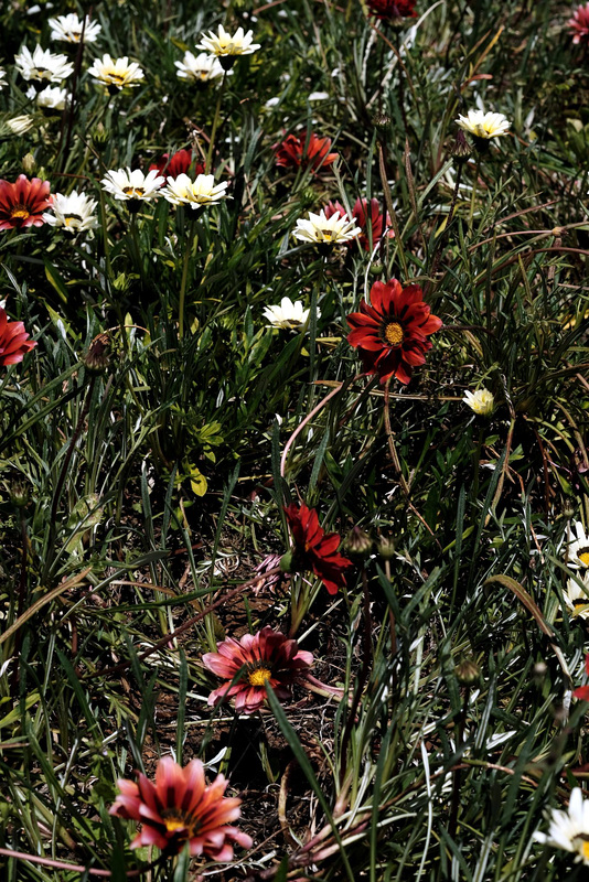 Madeira Funchal May 2016 Xpro2 Fujinon 60mm Gardens 10
