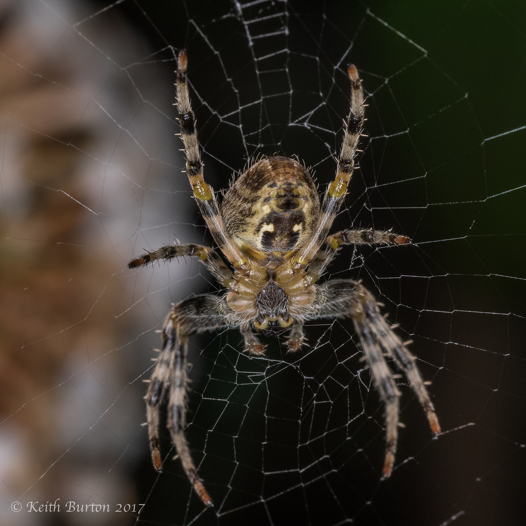 Spider