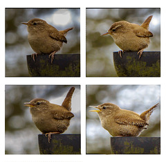 Collage of a singing Wren