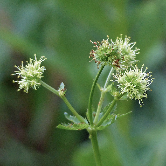 Maryland Black Snakeroot / Sanicula marilandica