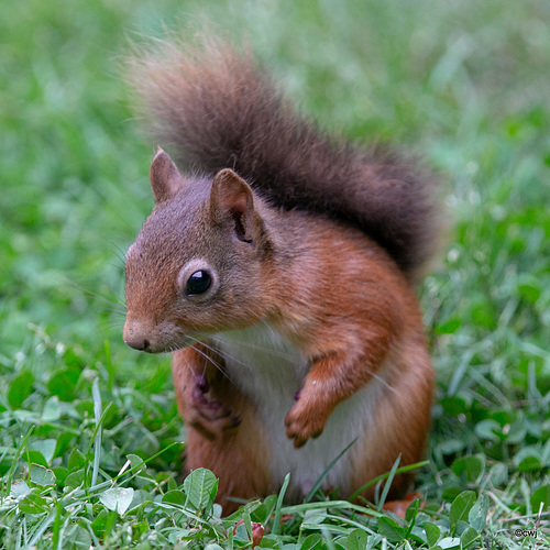 Blondie's boyfriend? Blondie's boyfriend?