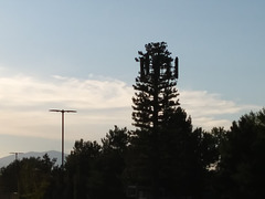 Cellphone tower (tree), Salt Lake City UT