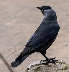 Hooded crow (1)