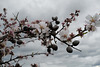 Prunus dulcis, amêndoeira