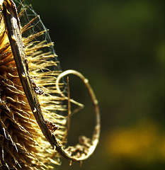 Teasel