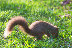 Red Squirrel