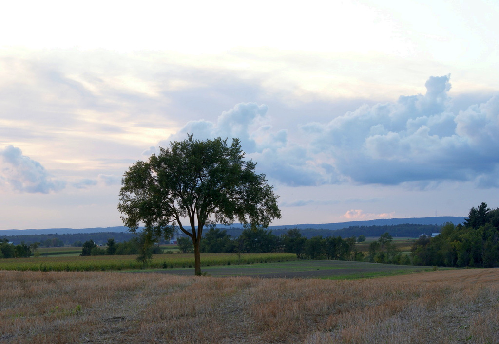 27/50 l'orme de M. Charbonneau, Mr. Charbonneau's elm tree