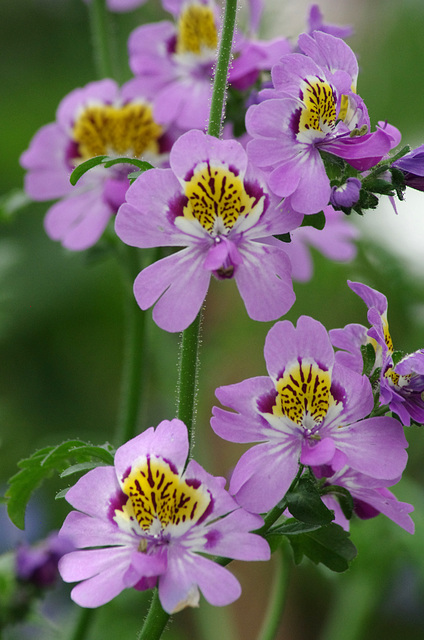 Schizanthus