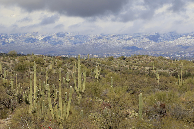 East Loop Drive, Saguaro