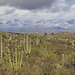 East Loop Drive, Saguaro