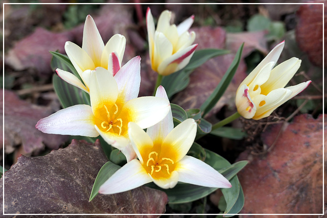 Blumen im Park