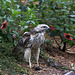 buse à épaulettes immature / young red-shouldered hawk