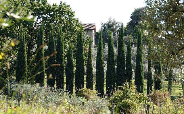 A screen of cypresses