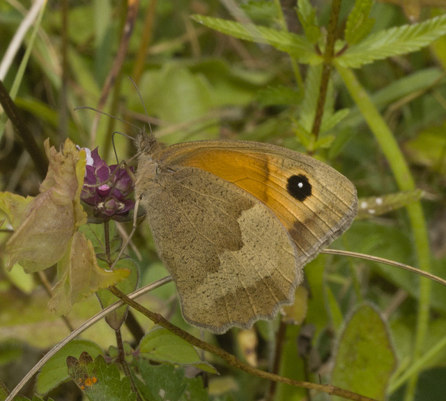 IMG 0692 Gatekeeper Butterfly