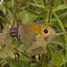 IMG 0692 Gatekeeper Butterfly