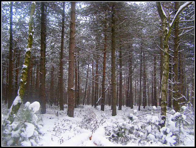 White Forest