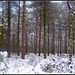 White Forest