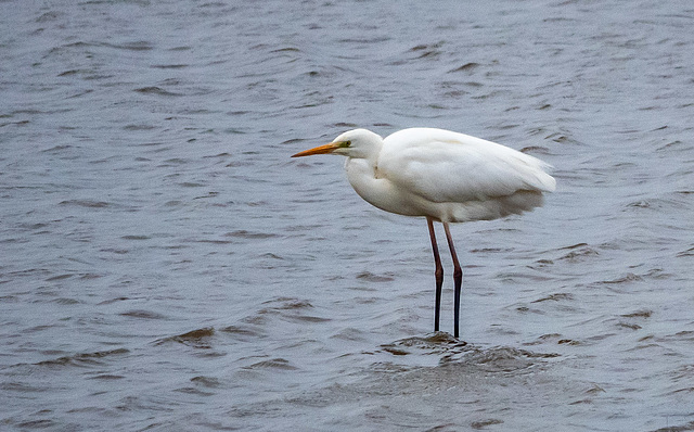 Great white egret