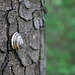 ... am Kastanienbaum