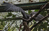 20140926 5451VRAw [D~SFA] Vogelpark, Walsrode