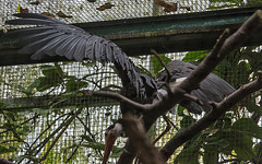 20140926 5451VRAw [D~SFA] Vogelpark, Walsrode