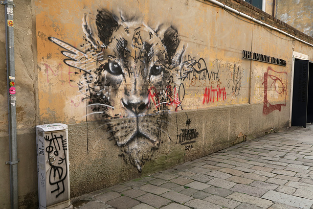 Feline Feline