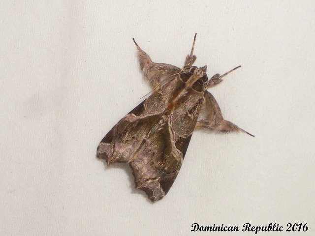 DR060 Callopistria floridensis (Florida Fern Moth)