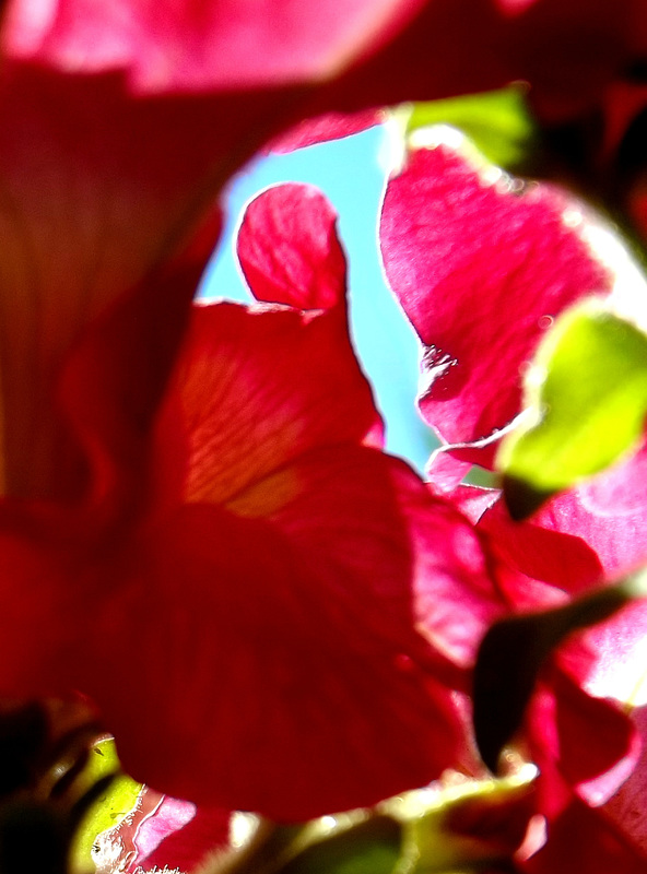 Sky through petals