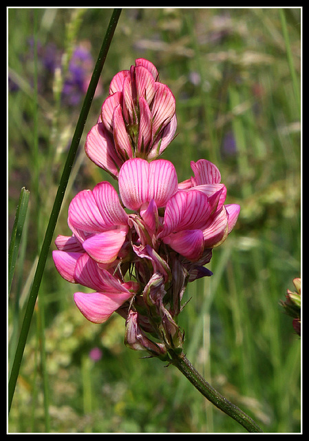 Onobrychis viciifolia