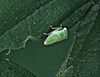 Tiny.....only about 2mm long!!!