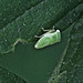 Tiny.....only about 2mm long!!!