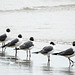 Day 4, Laughing Gulls, Mustang Island, Texas
