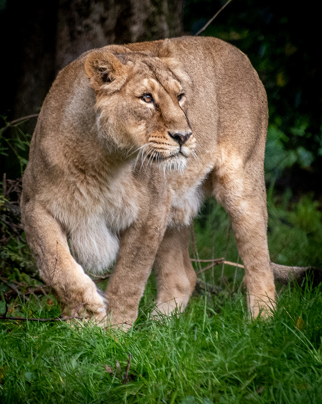 Lioness