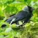 Hooded crow (2)