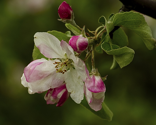 Apple Blossom