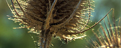 Teasel