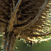 Teasel