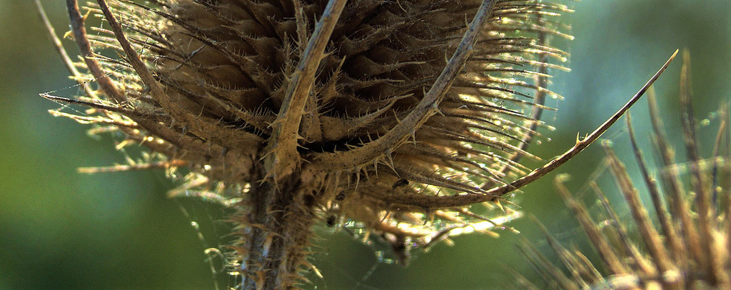 Teasel