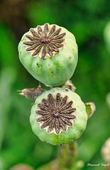 Mohn Stempel