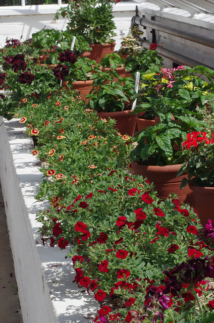 Pelargoniums, Calibrachoas and Capsicums