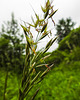 20210606 0511CPw [D~LIP] Gras, UWZ, Bad Salzuflen
