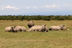 A crash of rhinos