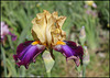Iris Joyau Du Barry (1)