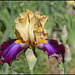 Iris Joyau Du Barry (1)