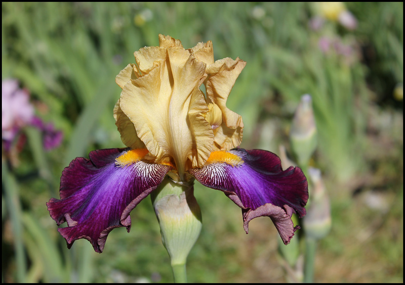 Iris Joyau Du Barry (1)