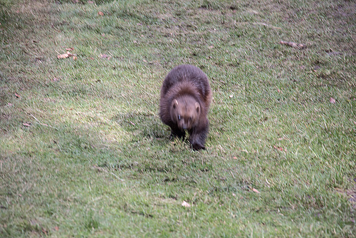 20160303 0104VRAw [D~BI] Vielfraß (Gula gula), Tierpark Olderdissen, Bielefeld