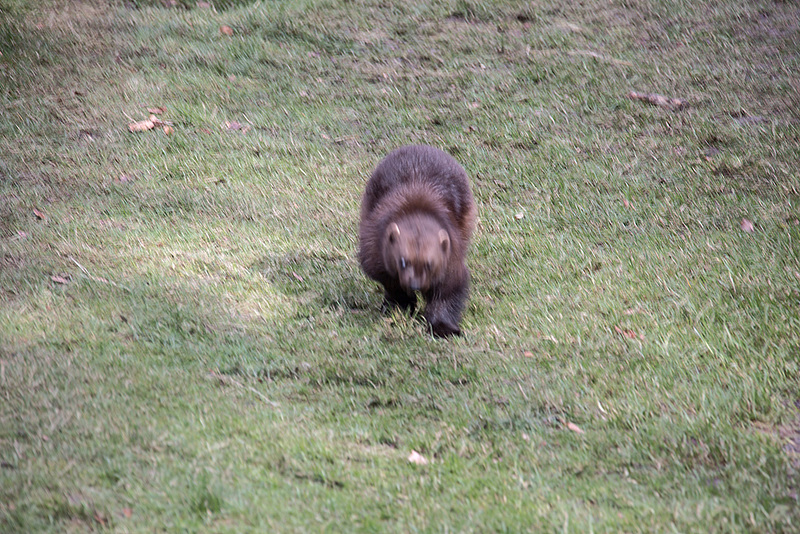20160303 0104VRAw [D~BI] Vielfraß (Gula gula), Tierpark Olderdissen, Bielefeld