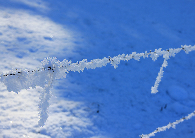 Stacheldrahtzaun im Winterkleid