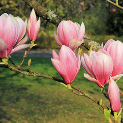 Alle Knospen springen auf...